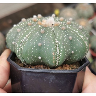 แอ​สโตร​super  เว้าสวย  #แคสตัส castus​ astrophytum แอสโตร แอสโตร​ไ​ฟตั้​ม แอสโตรไฟตัม กระบองเพชร แอสโตรวี super