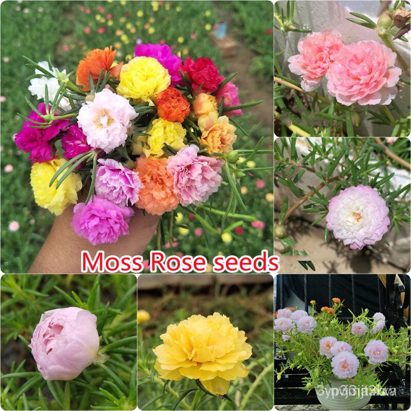 ผลิตภัณฑ์ใหม่ เมล็ดพันธุ์ 2022โปรโมชั่น ของแท้ 100% 100 เมล็ด Moss Rose Seeds หัวบอนสีสวยๆ ต้นบอลสีแปลกๆ ต้นดอก /ผักชี 7