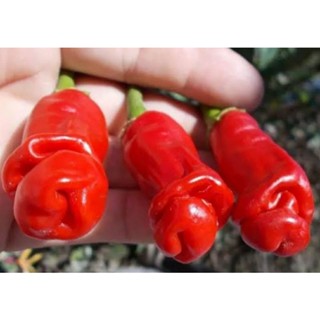 เมล็ดพันธุ์พริกกระจู๋สีแดง (Red Peter Pepper Seed) บรรจุ 25 เมล็ด ของแท้ คุณภาพดี ราคาถูก นำเข้าจากต่างประเทศ