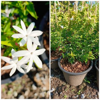 มะลุลี หรือ The star jasmine (กทม)