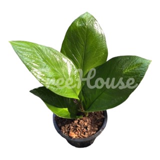 เศรษฐีเงินหนาใบกลม กระถาง 8 นิ้ว  Anthurium jenmanii Engl Pot”8