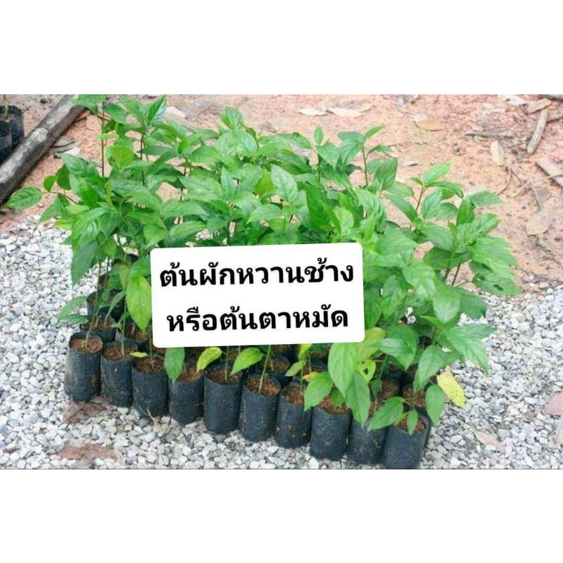 ต้นพันธ์ตาหมัดหรือผักหวานช้างชุด3ต้น 159.- ส่งฟรี(อ่านรายละเอียดก่อนสั่ง)