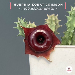 เก๋งจีนเลือดนกโคราช Huernia Korat Crimson แคคตัส กระบองเพชร cactus&amp;succulent