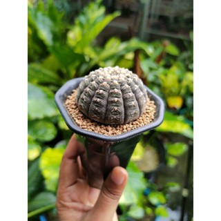 กระบองเพชร แคคตัส ยิมโนจานบิน Gymnocalycium Ragonesei กระถาง 3"