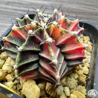 (Y53) ต้นยิมโนด่าง คัดพิเศษ ไม้เมล็ด - (gymnocalycium) - แคคตัส/ง่าย ปลูก สวนครัว เมล็ด/คะน้า WQA1