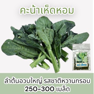 คะหน้าเห็ดหอม kaleMushrooms เมล็ดคะน้าเห็ดหอม 250-300 เมล็ด  (10แถม1 คละได้)