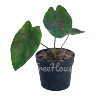 บอนสี กบพิษ หรือ กบลูกศรพิษ (Caladium sp. kobpit) กระถาง 4 นิ้ว