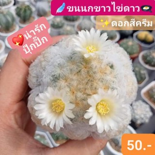 💥ราคาส่ง💥🌼🍳ขนนกขาวไข่ดาว ดอกใหญ่ไข่ดาว เลี้ยงง่าย น่ารักปุ๊กปิ๊ก🌵😻ต้าวขนนุ่มที่ทุกคนหลงรัก💗💖