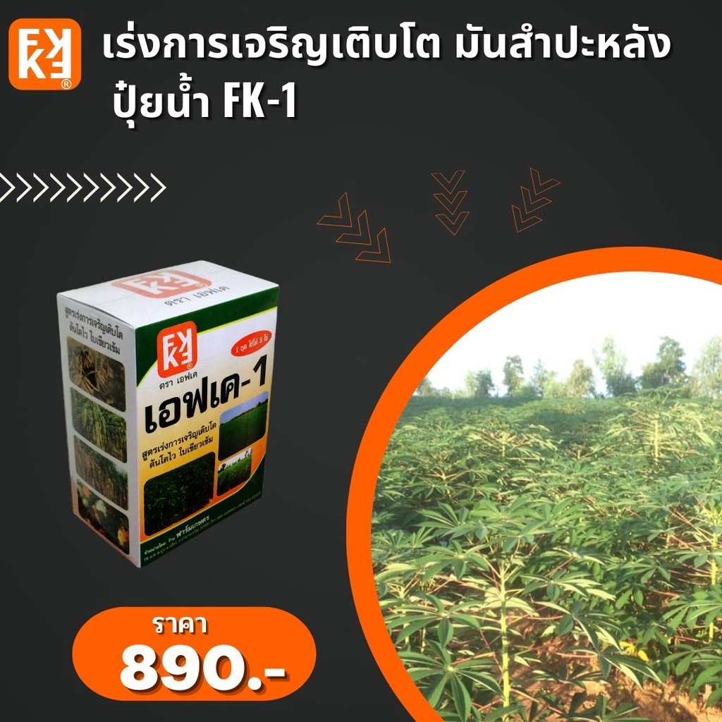 ปุ๋ยน้ำ เร่งการเจริญเติบโต เพิ่มผลผลิต มันสำปะหลัง ประสิทธิภาพสูง FK-1 เร่งโต FK-3C เพิ่มขนาด เพิ่มน