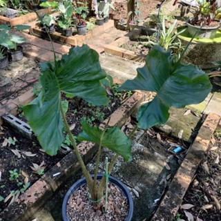 อโลคาเซีย สติงเรย์ หางกระเบน Alocasia Stingray