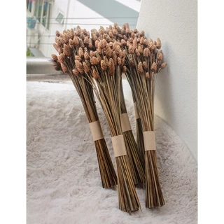 JPCraft🌻-ดอกกระถินทุ่ง ดอกไม้แห้ง กำปล่าว กำละ100ดอก(F8)