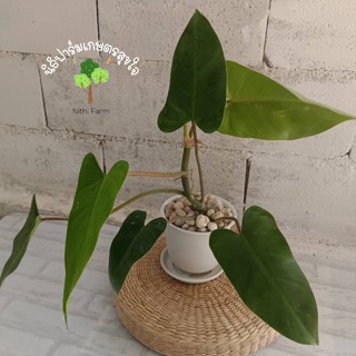 ฟิโลเดรนรอน (Philodendron erubescens)ต้นไม้อัศจรรย์จากป่าอะเมซอน ส่งพร้อมกระถางขนาด5นิ้วค่ะ