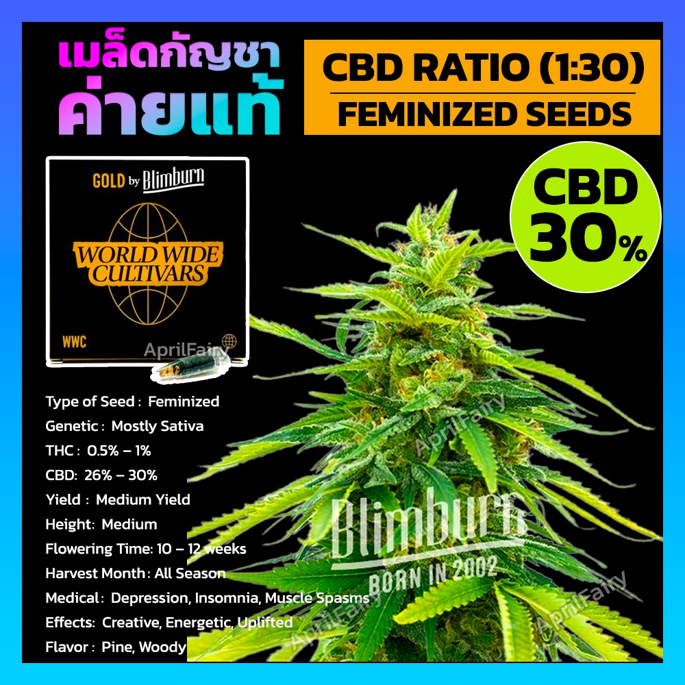 เมล็ดพันธุ์กัญชา CBD Ratio (1:30) Feminised Cannabis Seeds เพศเมีย เมล็ดกัญชานอก เมล็ดค่าย Blimburn 