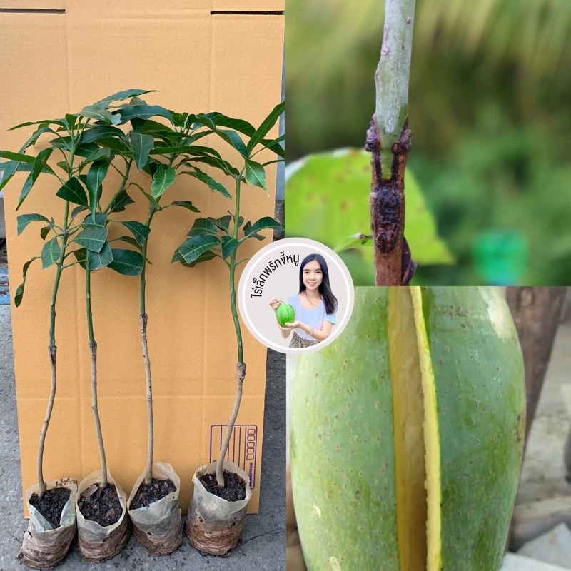 #ต้นมะม่วงฟ้าลั่น #มะม่วงฟ้าลั่น (เสียบยอด) 1 ปีติดผล สูงราว50-60เซน