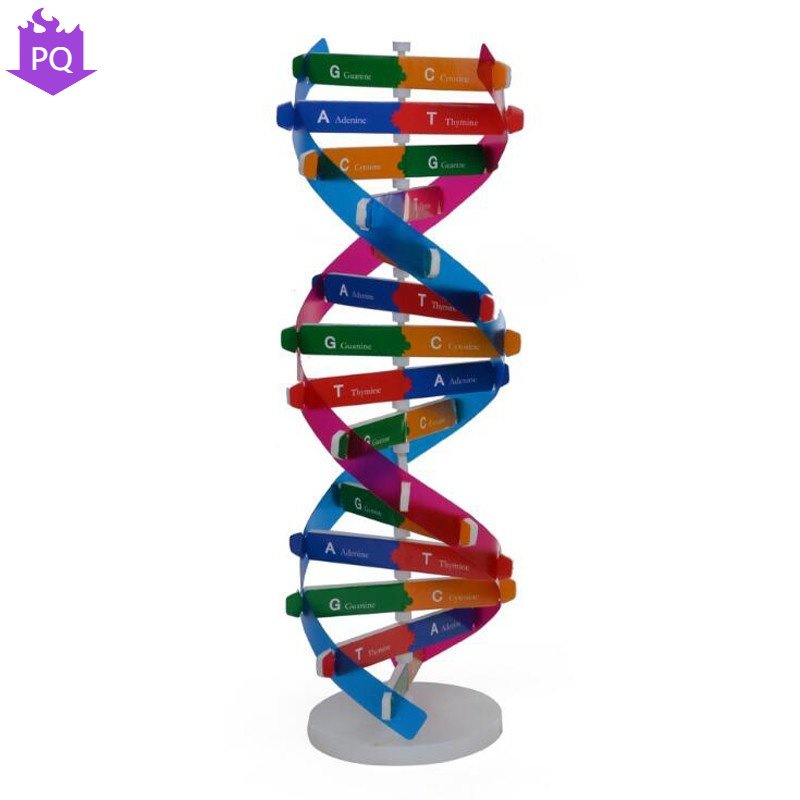 [PQQ] โมเดลเครื่องช่วยสอนวิทยาศาสตร์ DNA แบบคู่ เป็นที่นิยม