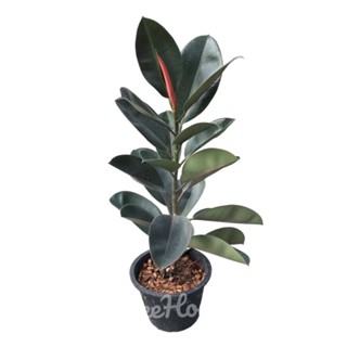 ยางอินเดียดำ ต้นใหญ่ ใบใหญ่ สูงประมาณ 70-80 ซม. กระถาง 11 นิ้ว  Ficus elastica pot”11