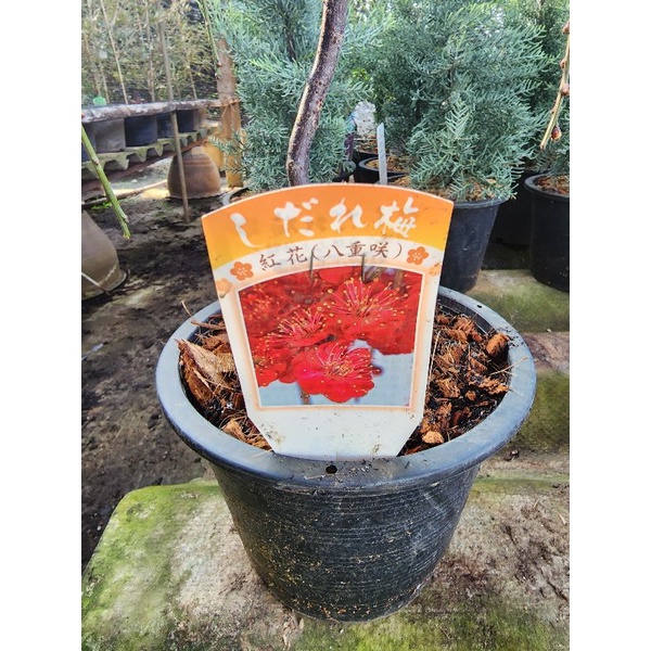 Prunus mume , Shidare Japanese apricot