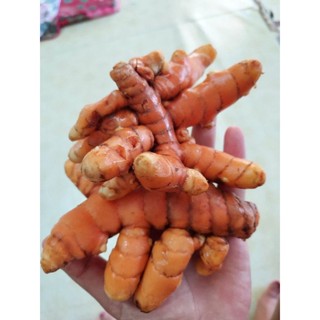 ขมิ้นสดพัทลุงแท้💯%ใช้ทำเครื่องแกงขนาด500กรัม