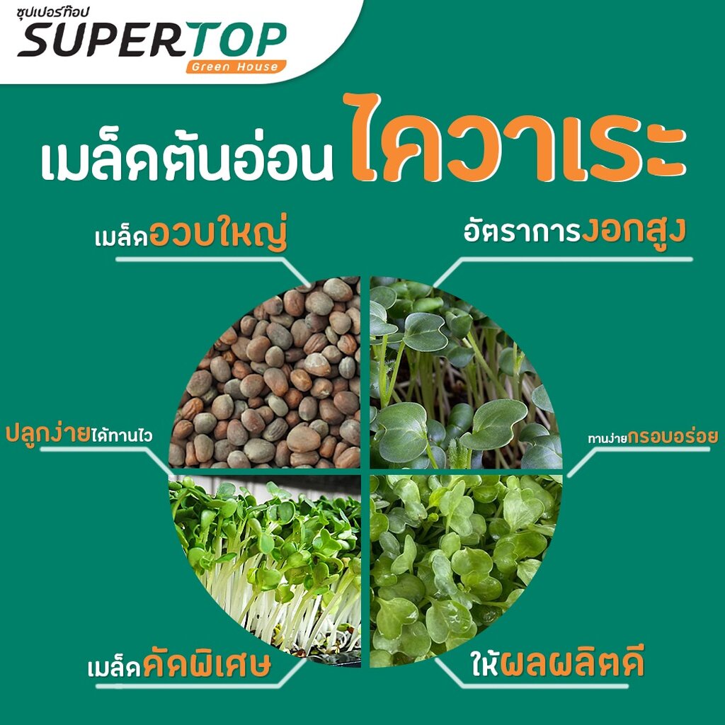 เมล็ดเพาะต้นอ่อน ไควาเระ (White Radish Microgreen) SUPERTOP ขนาด 1 KG. - รูปที่ 4