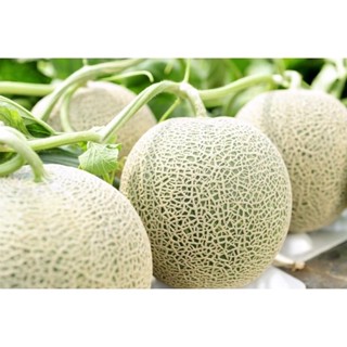 ต้นพันธุ์เมล่อนหรือเมลอน (Muskmelon)เป็นผลไม้ที่อุดมไปด้วยเบต้าแคโรทีน วิตามินเอ อร่อยหวานฉ่ำ พร้อมปลูกในถุงดำละ 29 บาท