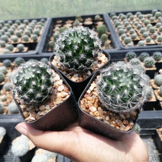 🌵💥เลาอ้าย💥🌵 Mammillaria laui ไม้เมล็ด ขนาด  3-4 ซม. ต้นกระบองเพชร ต้นแคคตัส (แคคตัส กระบองเพชร)