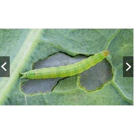 สารป้องกันกำจัดแมลงเฟอร์นอค 35 ไซเพอร์เมทริน (Cypermethrin 35%) ขนาด 500-1000cc ราคา ถูกที่สุด ดีลบีเคเค แกลเลอรีภาพที่ 5