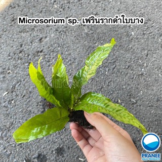 วาบิเฟิรนรากดำใบบาางหายาก!!!Microsorium sp ( 1 กอ ) ต้นไม้น้ำ ไม้น้ำตู้ปลา ***กรุณาอ่านรายละเอียดก่อนสั่งซื้อ***