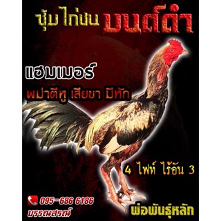 ไข่เชื้อไก่ชนพม่าตีหู(กดชมคลิปพ่อพันธุ์) ไข่ไก่ชนสายเลือดเงินล้าน จอมตีหูหัก เจ้าสาแฮมเมอร์