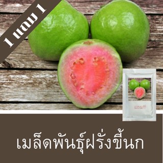 เมล็ดพันธุ์ฝรั่ง 1แถม1 (250 เมล็ด) ราคาถูกที่สุด!!