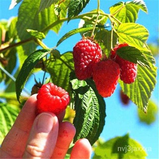 （คุณภาพสูง เมล็ด）โตไว ปลูกง่าย บอนสี Raspberry Seeds fruit seeds เมล็ดพันธุ์ กีวี่ ต้นผลไม้ถูกๆ ต้นไม้ผลกินได้ พ/มะเขือ