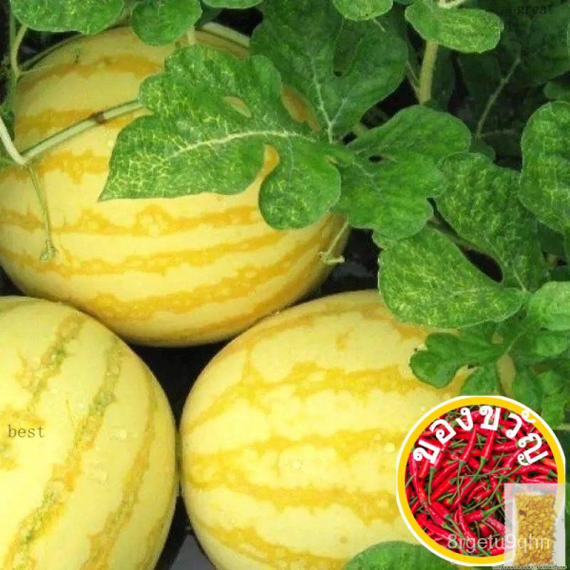 Golden watermelon SEED Super Sweet/GOLD watermelon SEED Super Sweet