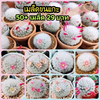 💥 200+S/99บาท💥เมล็ดขนแกะ 🌵รอบเก็บเมล็ด 30/1/2023🐦 เมล็ดกระบองเพรช