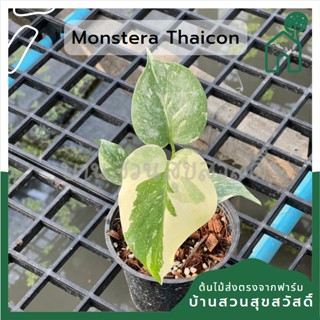 ต้นมอนสเตอร่าไทคอน  (Monstera Thai constellation) ไทยคอน ไทคอน ไม้เนื้อเยื้อ