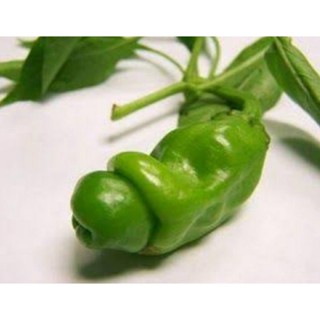 เมล็ดพันธุ์พริกกระจู๋สีเขียว (Green Peter Pepper Seed) บรรจุ 25 เมล็ด ของแท้ คุณภาพดี ราคาถูก นำเข้าจากต่างประเทศ