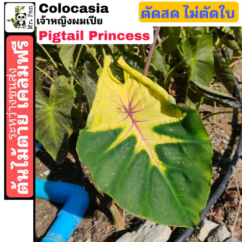Colocasia Pigtail Princess ตัดสด ไม่ตัดใบ โคโลคาเซีย เจ้าหญิงผมเปีย Colocasia pigtailed Princess