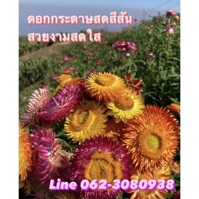 ดอกกระดาษสด สีสันสวยงามสดใส จากดอย ( 500 ดอก 290บาท)