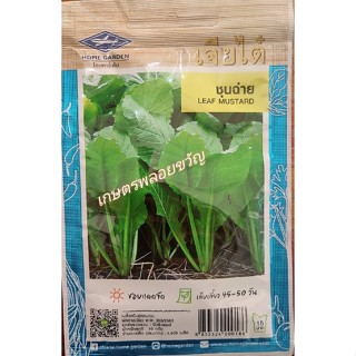 เมล็ดพันธุ์ ชุนฉ่าย ผักกาดเขียว ผักกาดหิ่นใบใหญ่ 📌หมดอายุ 07/2566📌บรรจุประมาณ4400เมล็ด🌱ผักกาดหิ่น ชอบแดดจัด เก็บเกี่ยว45
