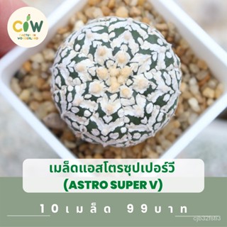 เมล็ดแอสโตร super V แอสโตรซุปเปอร์วี เมล็ดแอสโตร เมล็ดแคคตัส กระบองเพชร แคคต/ง่าย ปลูก สวนครัว เมล็ด/ต้นอ่อน FJFF