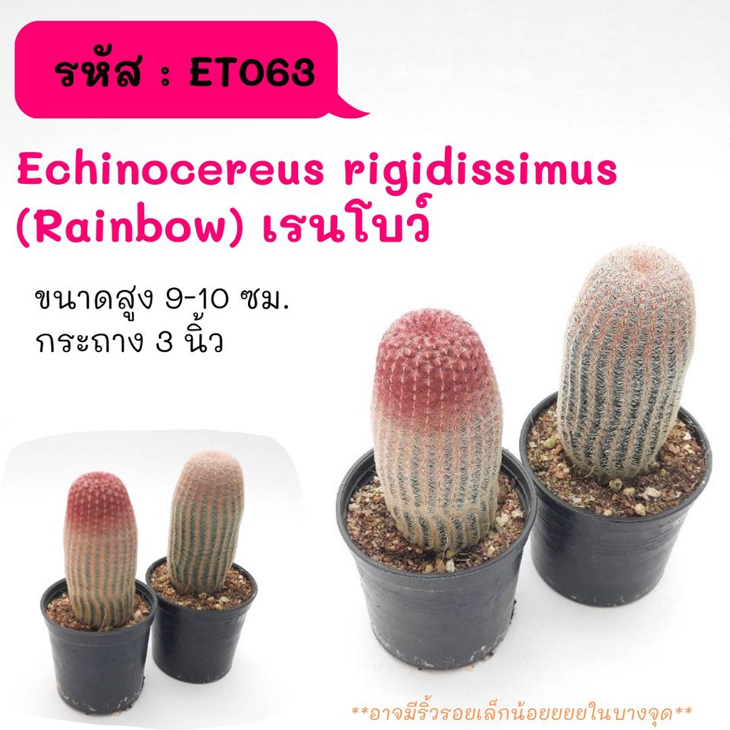 ET063 Echinocereus rigidissimus (Rainbow เรนโบว์) ไม้เมล็ด cactus กระบองเพชร แคคตัส กุหลาบหิน พืชอวบน้ำ