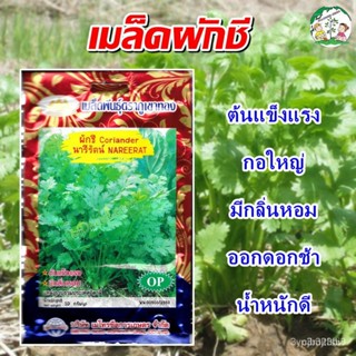 ผลิตภัณฑ์ใหม่ เมล็ดพันธุ์ เมล็กผักชี นารีรัตน์ Coriander เมล็ดพันธุ์ผักชี เมล็ดพันธุ์ผัก เมล็ดผักสวนครัว ตราภูเ /ต้นอ่อน