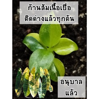 ไม้เนื้อเยื่อก้านส้มด่างอนุบาลแล้ว (Philodendron Billietiae Variegated) ติดด่างแล้วทุกต้น