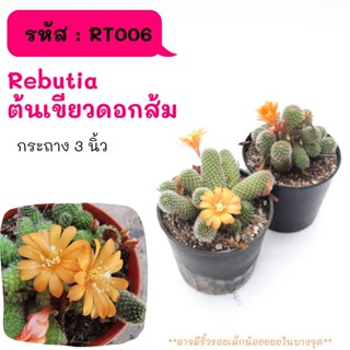 RT006 Rebutia ต้นเขียวดอกส้ม ไม้ชำหน่อ ฟอร์มกอ cactus กระบองเพชร แคคตัส กุหลาบหิน พืชอวบน้ำ