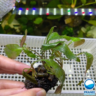 วาบิCryptocoryne sp. คริปโตคลอลีน ไม่ทราบชื่อ ต้นไม้น้ำ พร้อมปลูก ** กรุณาอ่านรายละเอียดก่อนสั่งซื้อ **