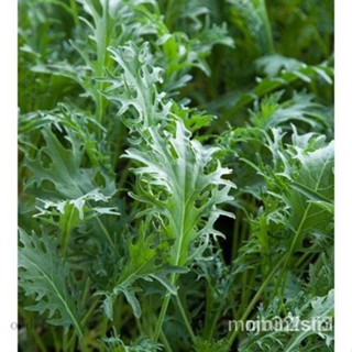 Fizz 50-60 Seeds (Brassica Oleracea L.) Heirloomเมล็ดเชีย เมล็ดกุหลาบ เมล็ด/งอก ปลูก/งอกครัว ดอก ต้น/งอก JXB1