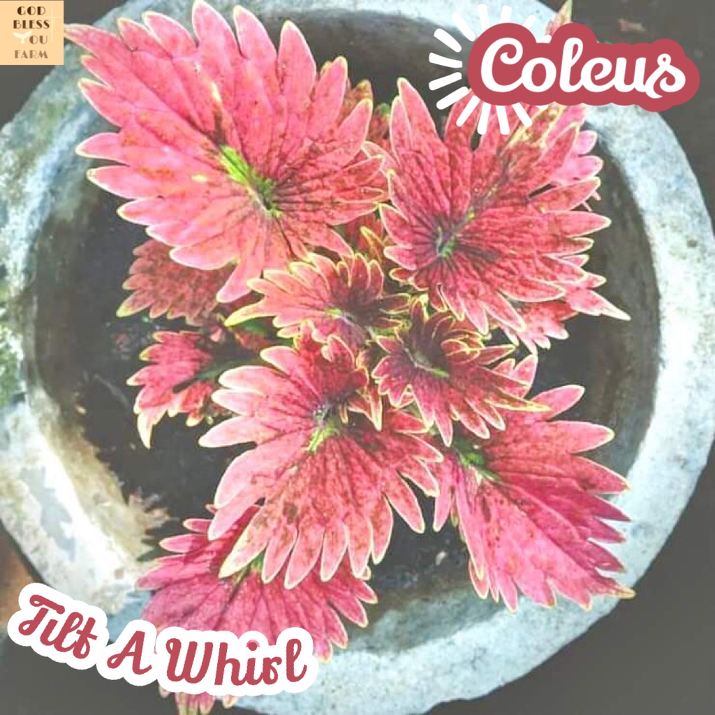 [ฤๅษีผสม หางนกยูงแดง] Coleus Tilt A Whirl แคคตัส ต้นไม้ หนาม ทนแล้ง กุหลาบหิน อวบน้ำ พืชอวบน้ำ succulent cactus