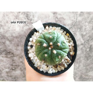 แคคตัส แอสโตรไฟตัม 5พูแทรก อิคุโบะ  (Astrophytum asterias Fukuryu "EKUBO")