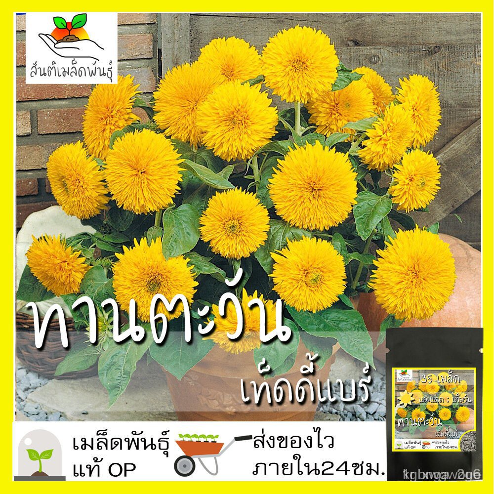 ผลิตภัณฑ์ใหม่ เมล็ดพันธุ์ จุดประเทศไทย ❤เมล็ดพันธุ์เมล็ดอวบอ้วน ทานตะวัน เทดดี้แบร์ 35 เมล็ด Teddy Bear Sunflow /มะเขือ