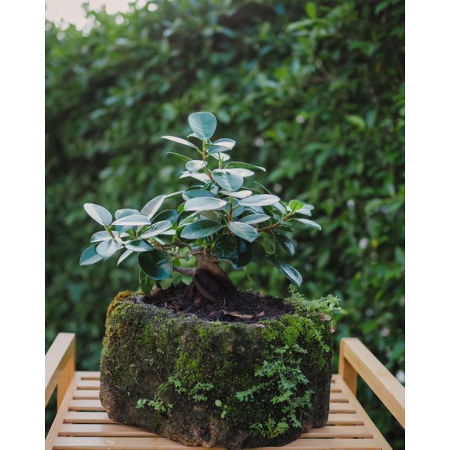 ต้นช้อนเงิน ( Banyan Tree )พร้อมกระถางหินฟองน้ำและมอส