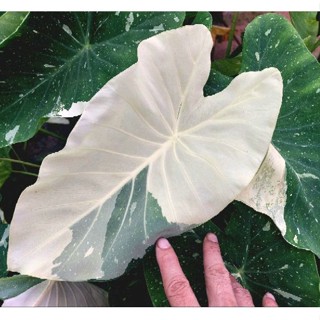 ☘️บอนโคโลคาเซียมิลค์กี้เวย์☘️Colocasia Milky Way