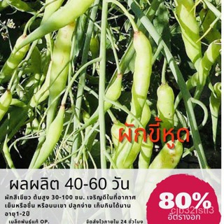 （คุณภาพสูง เมล็ด）เมล็ดพันธุ์ ผักขี้หูด Rat-tailed Radish ✅ราคาถูกปลูกง่าย ปลูกไว้ทานกินเองซื้อ10แถม1 คละได้/กะเพรา AMV6